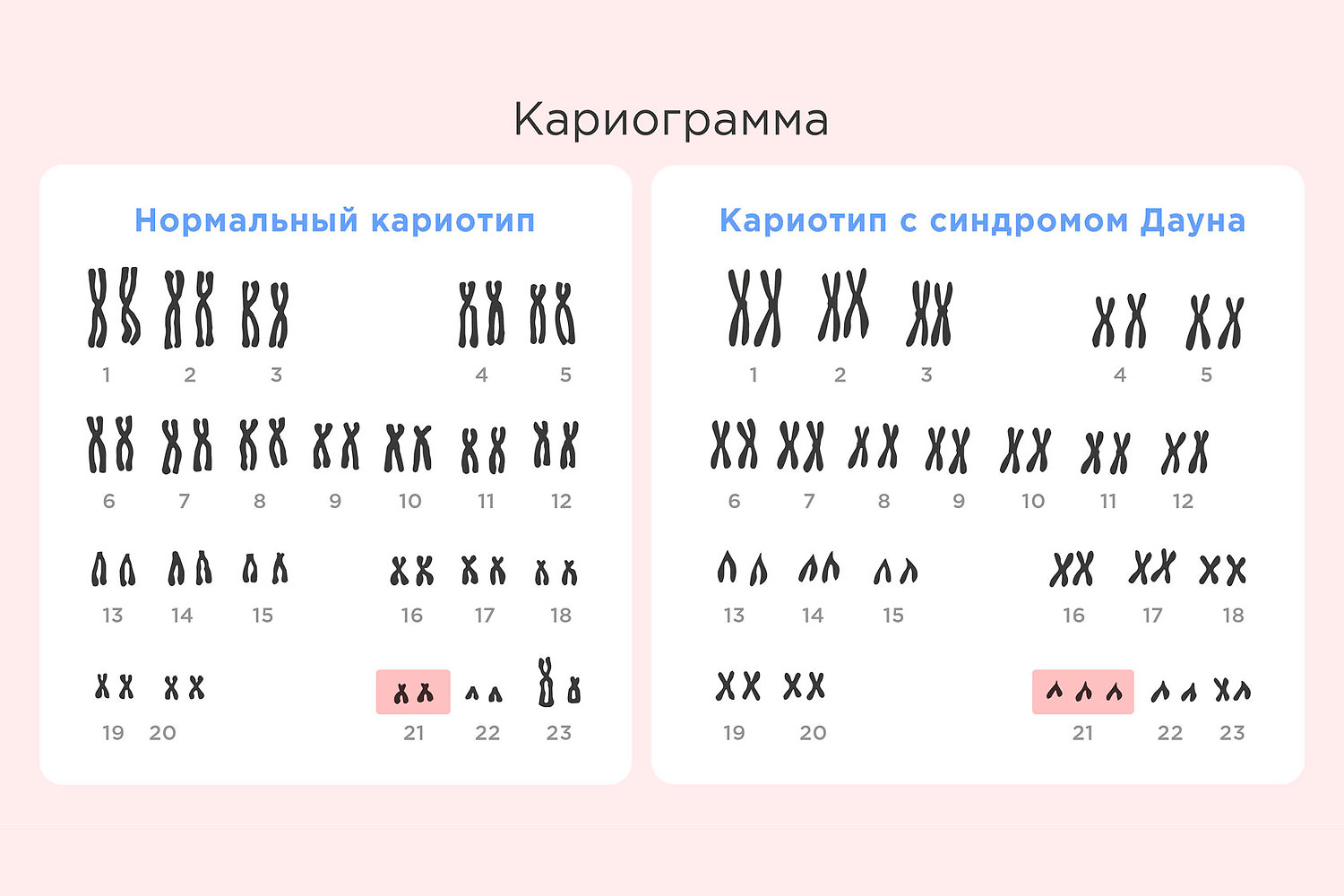 Сколько хромосом у человека: полное руководство по генетике и хромосомам