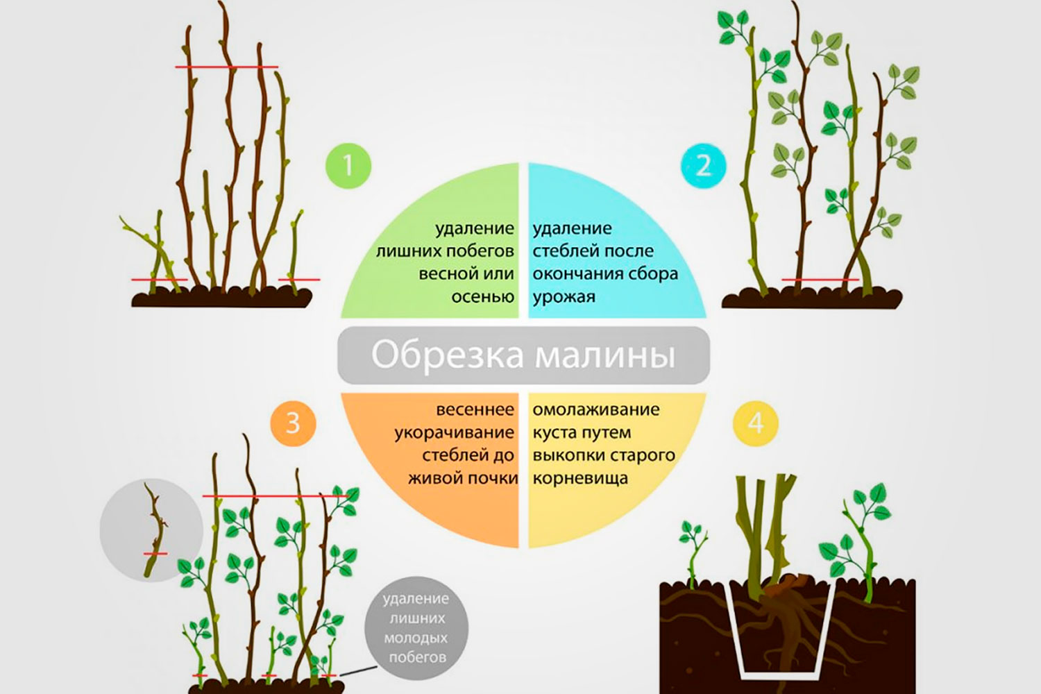 Как обрезать малину осенью правильно: пошаговая инструкция для начинающих садоводов